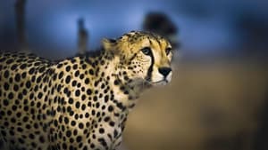 Cheetah Plains